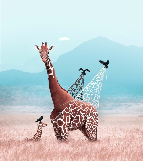 An enchanted giraffe